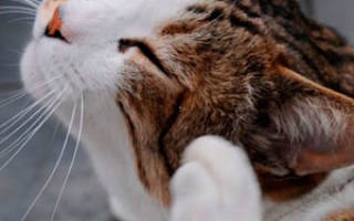Зуд у кошек причины лечение