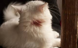 Болячки у кошки на шее чем лечить