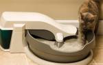 Болезни почек и мочевыделительной системы у кошек
