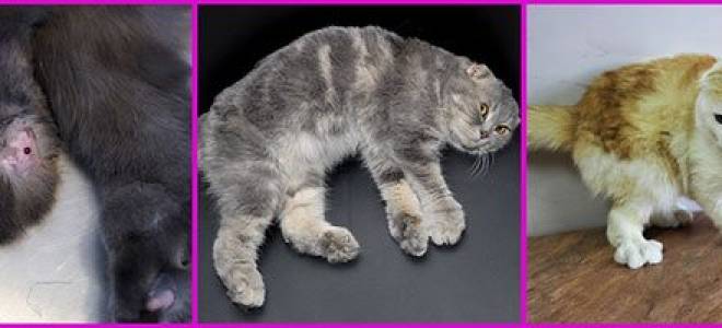 Как лечить шотландских котов