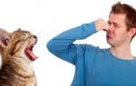 Кошка запах изо рта лечение