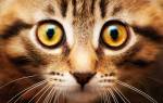 Какие болезни глаз бывают у кошек