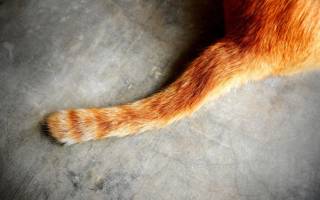 Перелом хвоста у кошки лечение дома