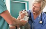 Бронхопневмония у кошек симптомы и лечение