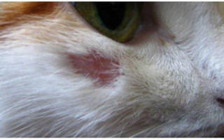 Стригущий лишай у кошек признаки и лечение
