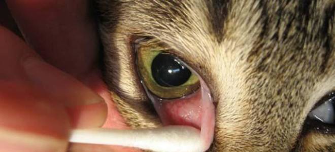 Конъюнктивит у кота чем лечить в домашних