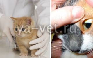 Желтуха у кота лечение в домашних условиях