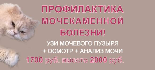 Лечение кошек речной вокзал