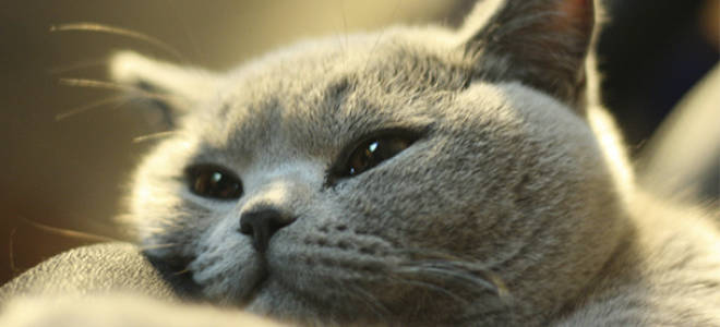 Британская короткошерстная кошка уход