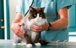 Нефропатия у кошек симптомы и лечение