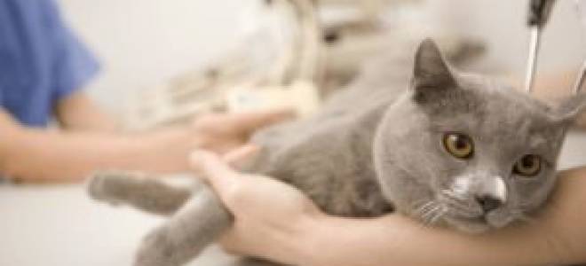 Болезнь почек у кошек последняя стадия