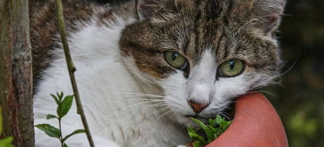 Как лечить кожный рог у кота