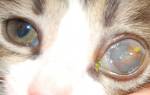 Лечение глаза у кошки мутного