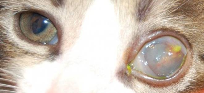 Лечение глаза у кошки мутного