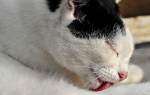 Трихобезоар у кошек симптомы и лечение