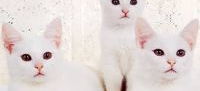 Болезни белых котов