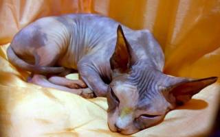 Мастопатия у кошки лечение народными средствами