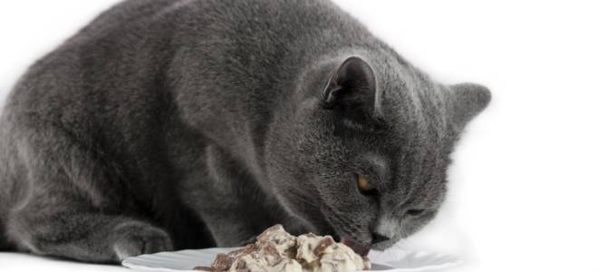 Что можно коту при мочекаменной болезни