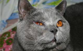 Чем лечить гнойный глаз у кота