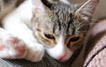 Признаки и лечение заболевания чумка у кошки