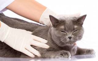 Дерматомикоз у кошек лечение
