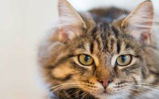 Лечение кошек лубянка