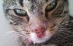 Герпес у кошки на губе лечение