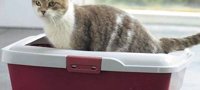 Слизь в кале у кота лечение