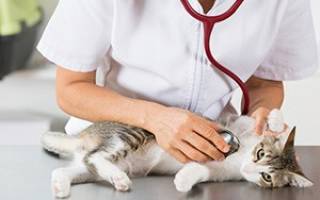 Сердечная недостаточность у кошек препараты для лечения