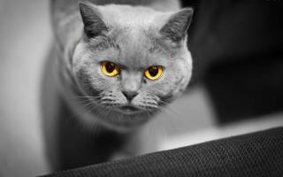 Спирохеты у кошек лечение