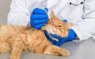 Препараты для лечения глаз у кошек
