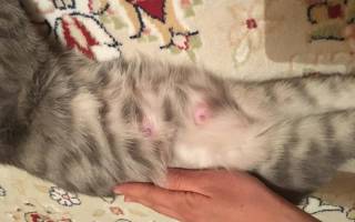 Мастопатия у кошки лечение в домашних