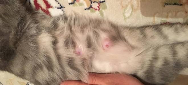 Мастопатия у кошки лечение в домашних