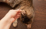 Лечение грибка у кошек в домашних условиях
