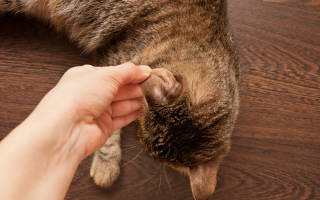 Лечение грибка у кошек в домашних условиях