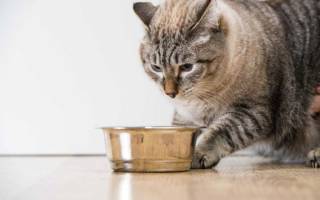 Сколько кот может не есть при болезни