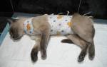 Лечение кошки после стерилизации