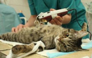 Оперативное лечение кошек