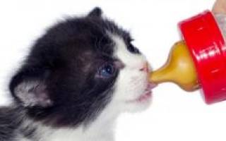 Чем кормить кошек после болезни
