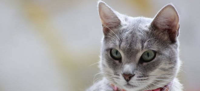 Лимфаденит у кошек лечение