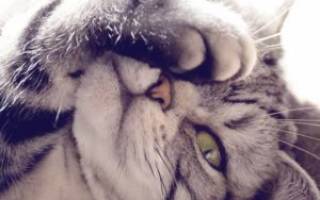 Сухой нос у кошки причины лечение