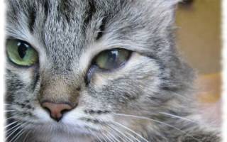 Увеит у кошек лечение в домашних условиях