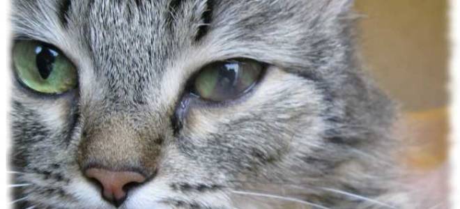 Увеит у кошек симптомы и лечение