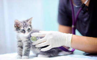 Лечение вирусной инфекции у кота