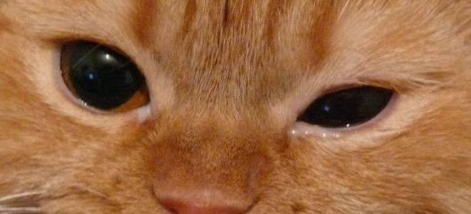 Ячмень у кота как лечить