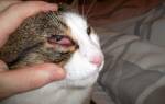Кровоизлияние в глаз у кота лечение