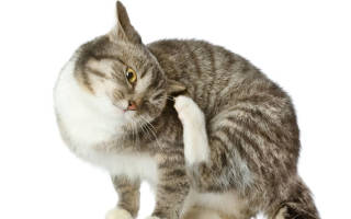 Блошиный дерматит у кошек симптомы лечение