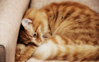 Простуда у кошек симптомы и лечение