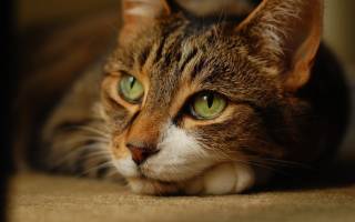 Лечения ранах кот