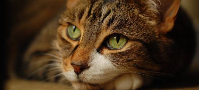 Лечения ранах кот